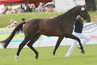 StPrSt. CHARMING GIRL v. Charming Boy / Lancer III (Günter Cich, Alt-Kentzlin).